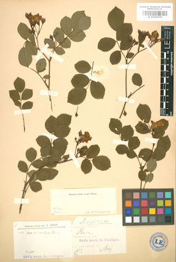 LE 01004750