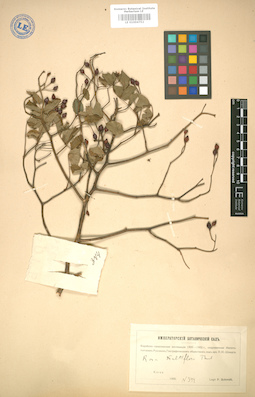 LE 01004752