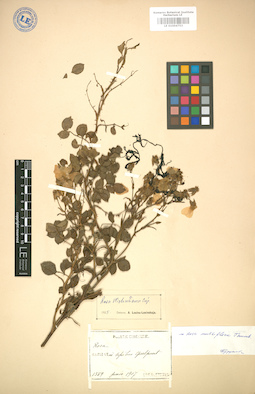 LE 01004753