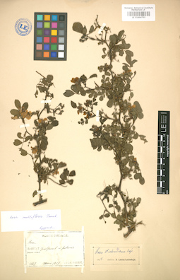 LE 01004755