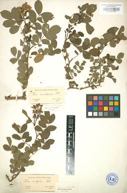 LE 01004758