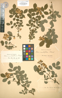 LE 01004761
