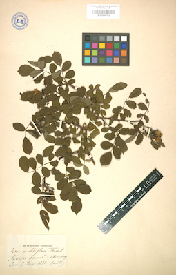 LE 01004762