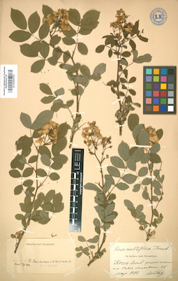 LE 01004763