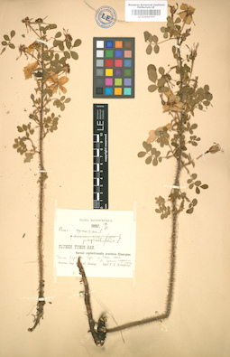 LE 01004767