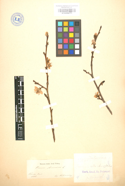 LE 01004775