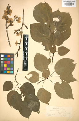 LE 01004776