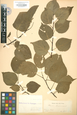 LE 01004777