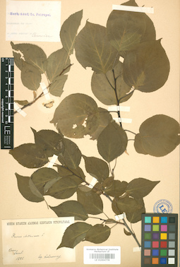 LE 01004778