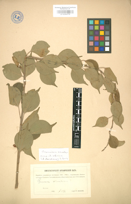LE 01004779