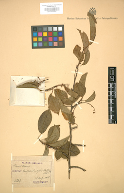 LE 01004781