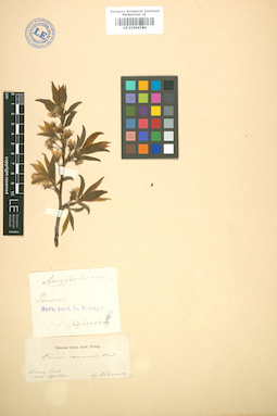 LE 01004784