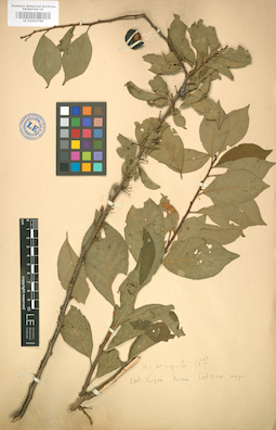LE 01004786