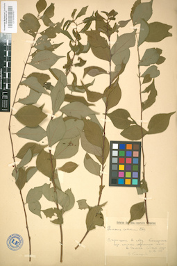 LE 01004787