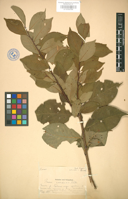 LE 01004788