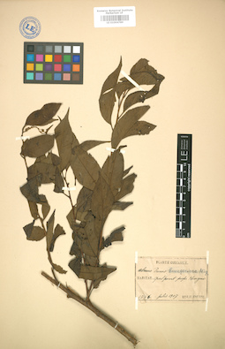 LE 01004789