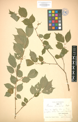 LE 01004793