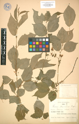 LE 01004794