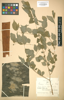 LE 01004795