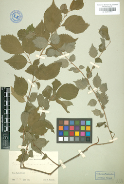 LE 01004796