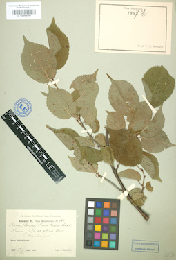 LE 01004797
