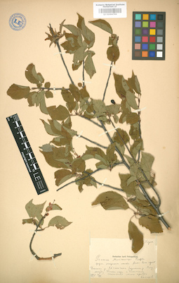 LE 01004799