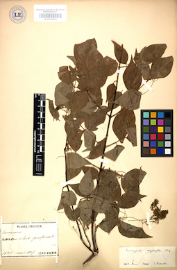 LE 01004801