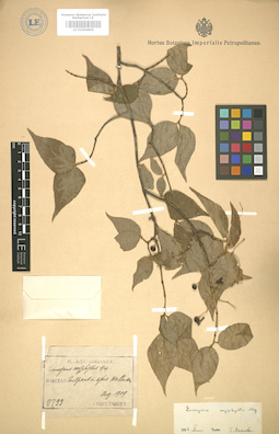 LE 01004806
