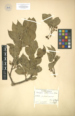 LE 01004812