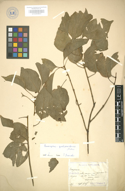 LE 01004813