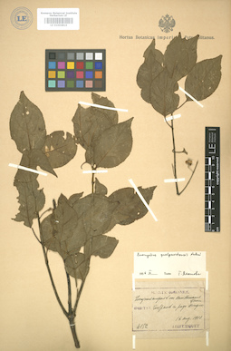 LE 01004816