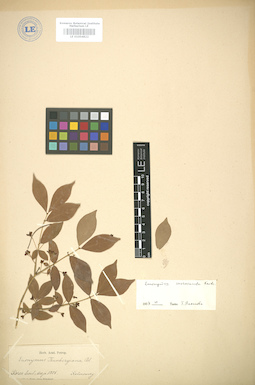 LE 01004822