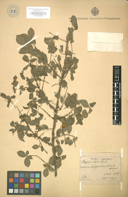 LE 01004826