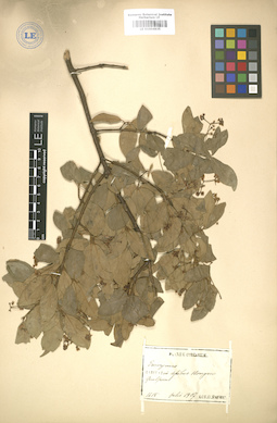 LE 01004835