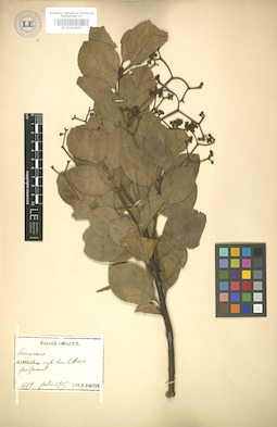 LE 01004837