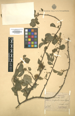 LE 01004838
