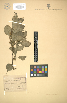 LE 01004839
