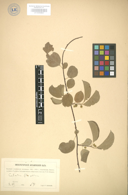 LE 01004843