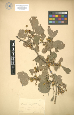 LE 01004845