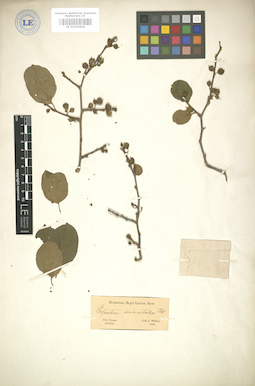 LE 01004849