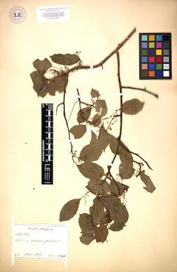 LE 01004852