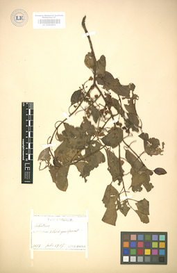 LE 01004854
