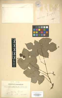 LE 01004880