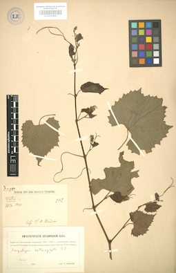 LE 01004881