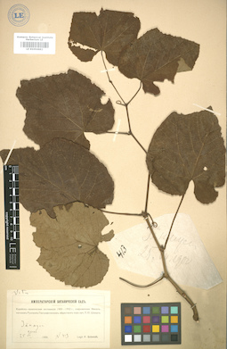 LE 01004882