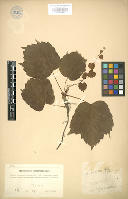 LE 01004883