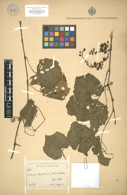 LE 01004884