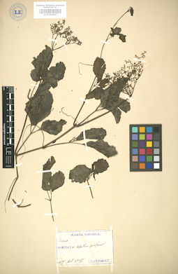 LE 01004885