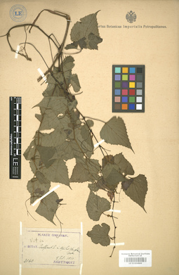 LE 01004886