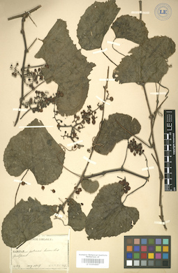 LE 01004887